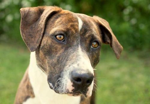 Enlarge Nina, a Adoptable mixed breed in Anniston, AL image 9/10