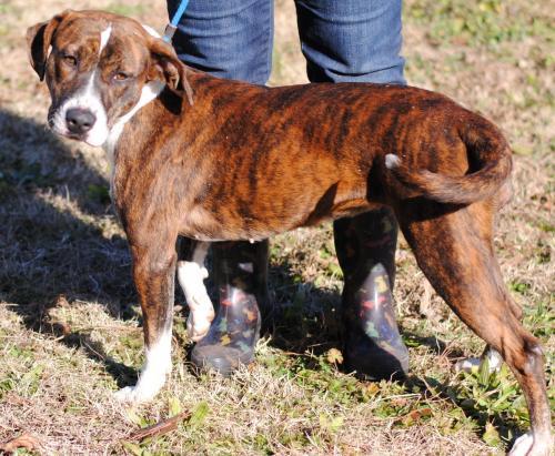 Enlarge Nina, a Adoptable mixed breed in Anniston, AL image 10/10