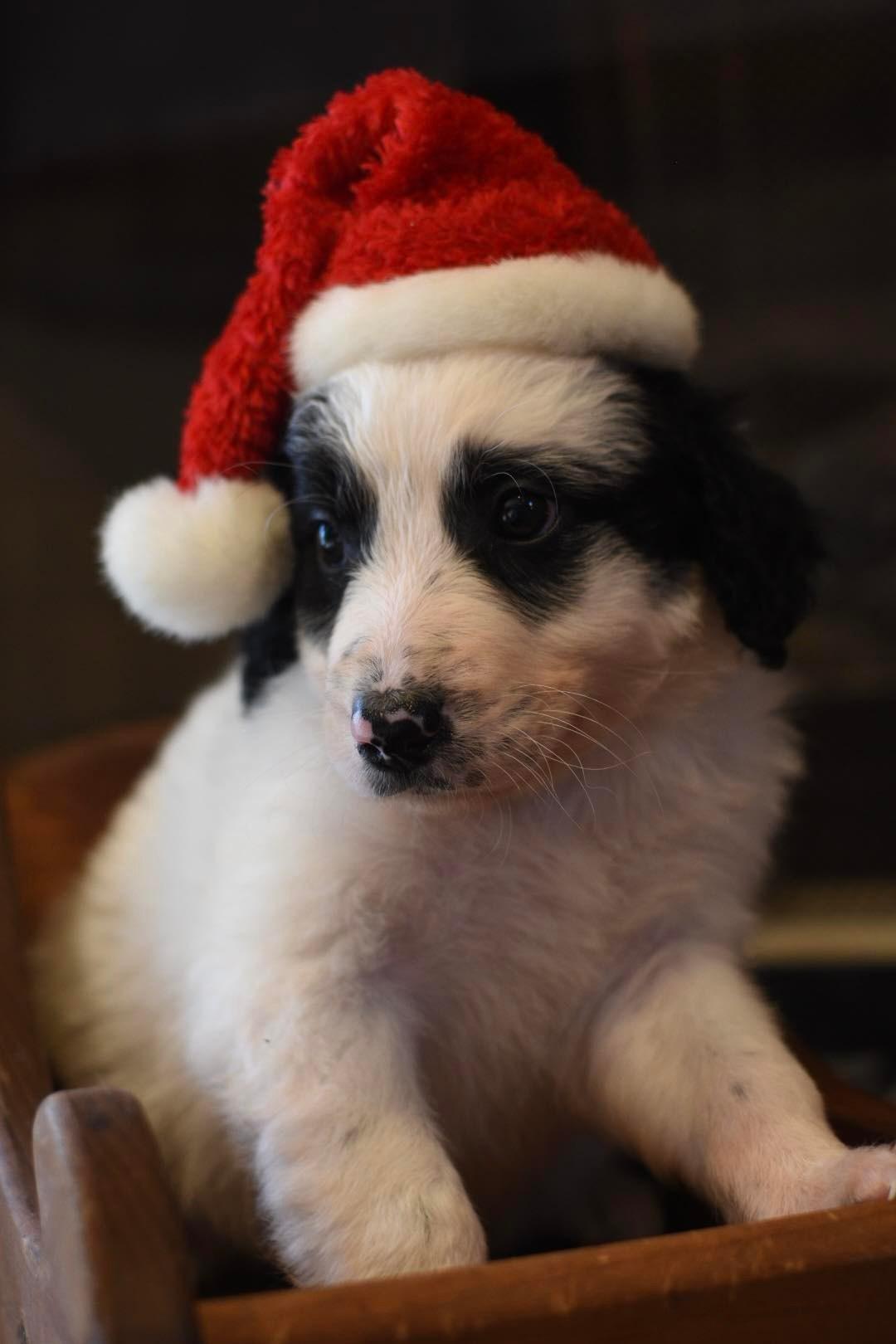 Gaston, Adopted, Young Male Standard Poodle & Great Pyrenees.