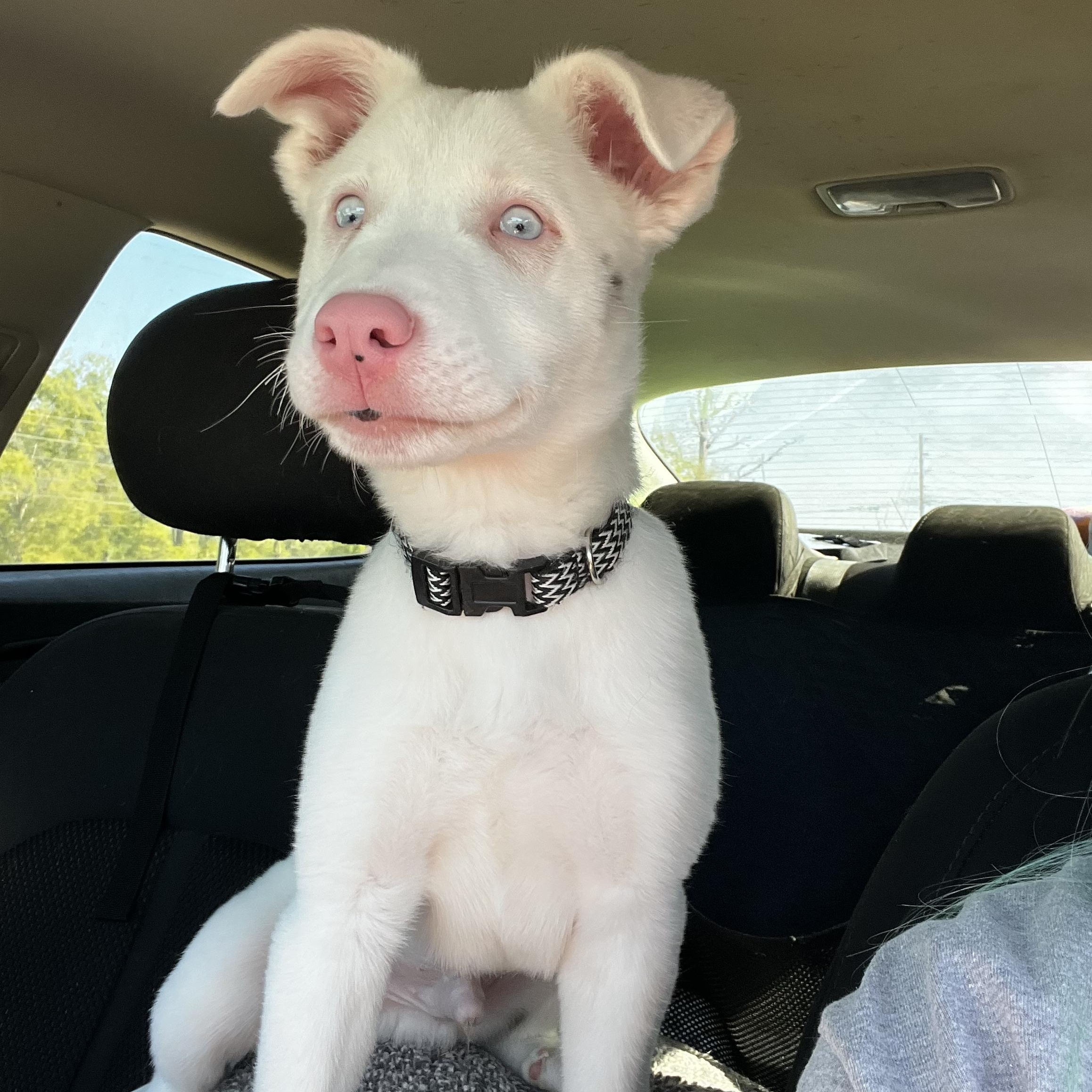Ghost, a ADOPTABLE Australian Shepherd in Myrtle, MS image 3/4