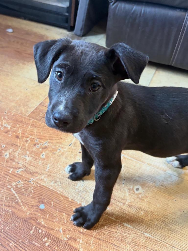 Enlarge Savina, a Adoptable mixed breed in sun prairie, WI image 1/1