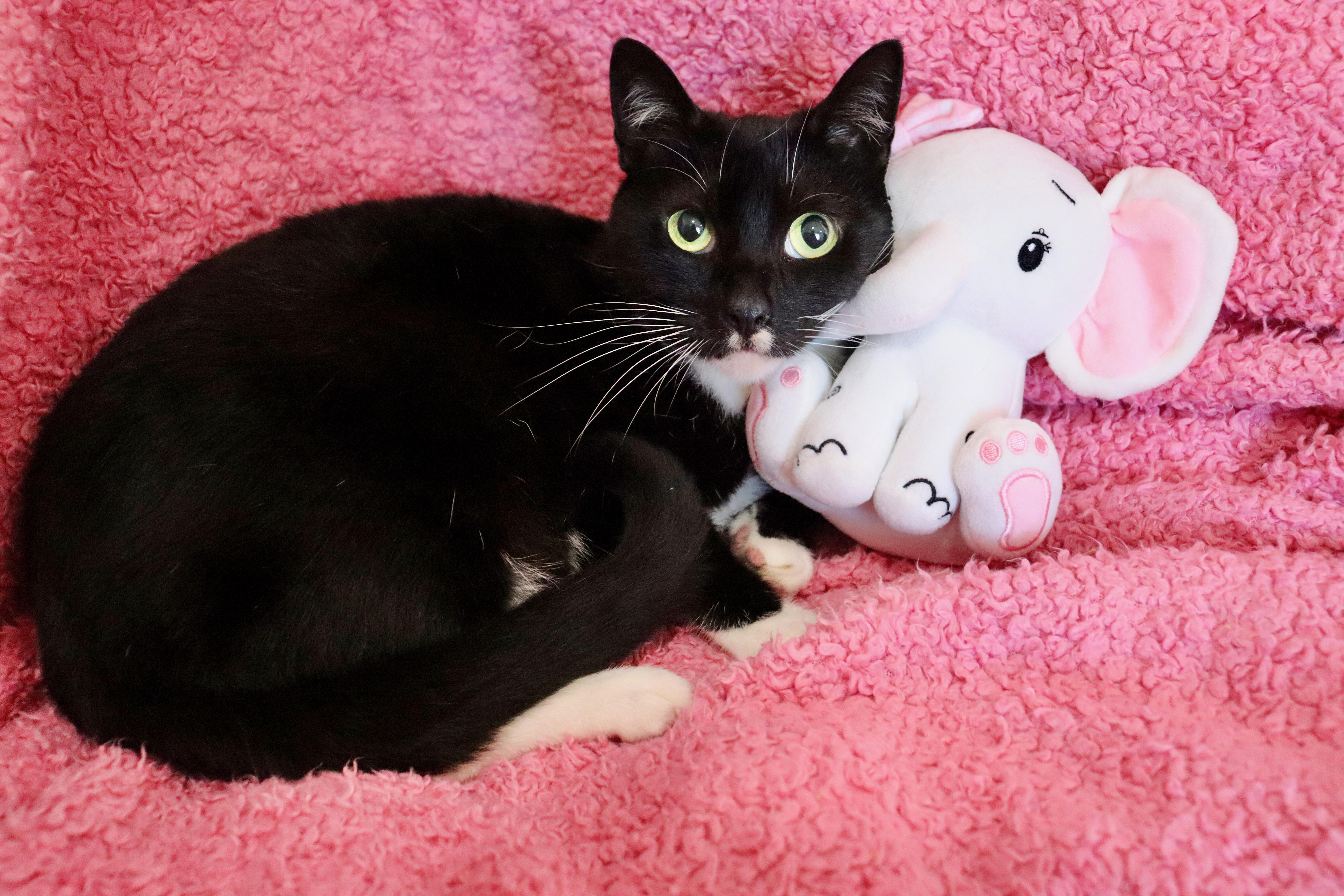 Enlarge Chickadee, a ADOPTABLE mixed breed in Saint Augustine, FL image 3/6