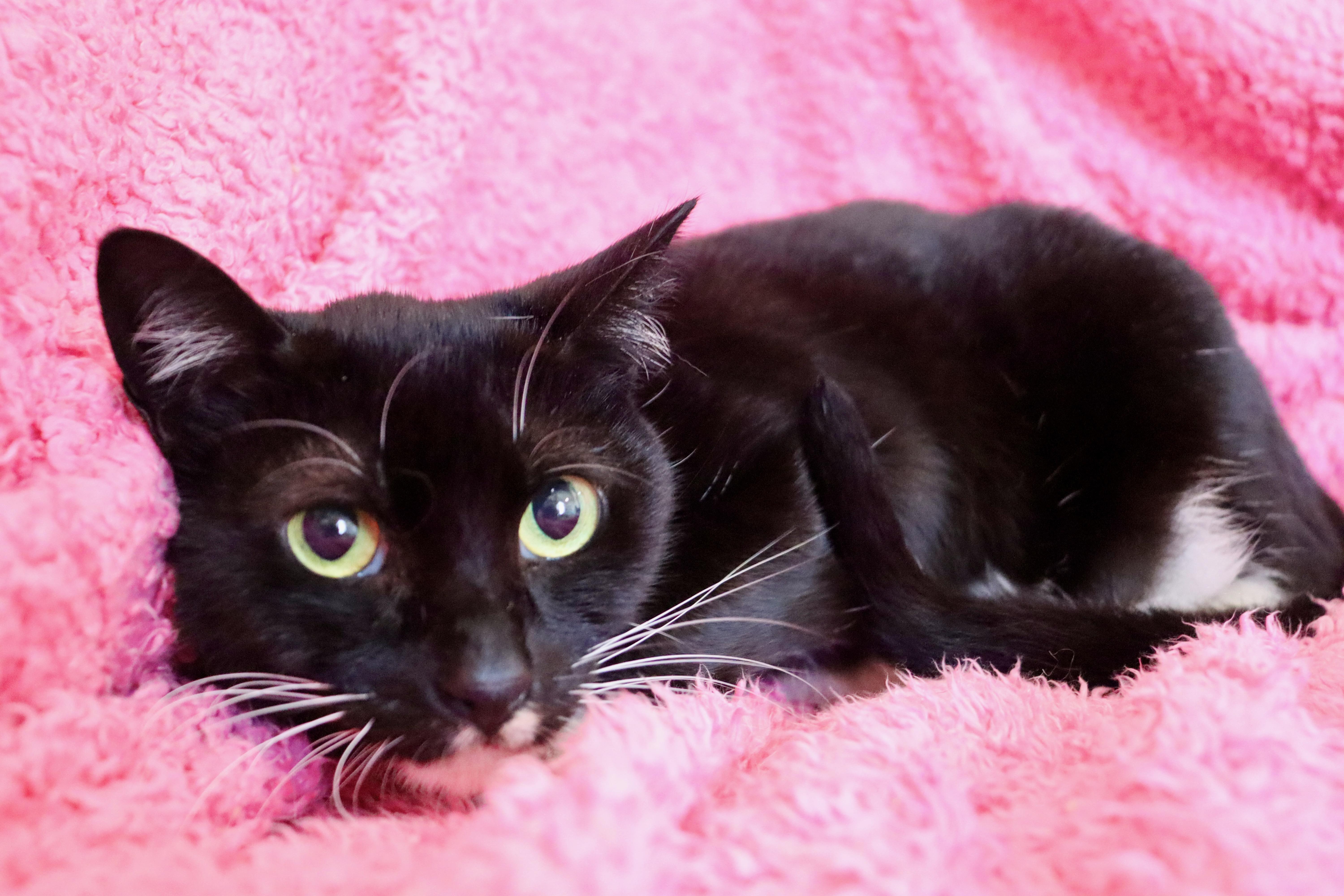 Enlarge Chickadee, a ADOPTABLE mixed breed in Saint Augustine, FL image 5/6