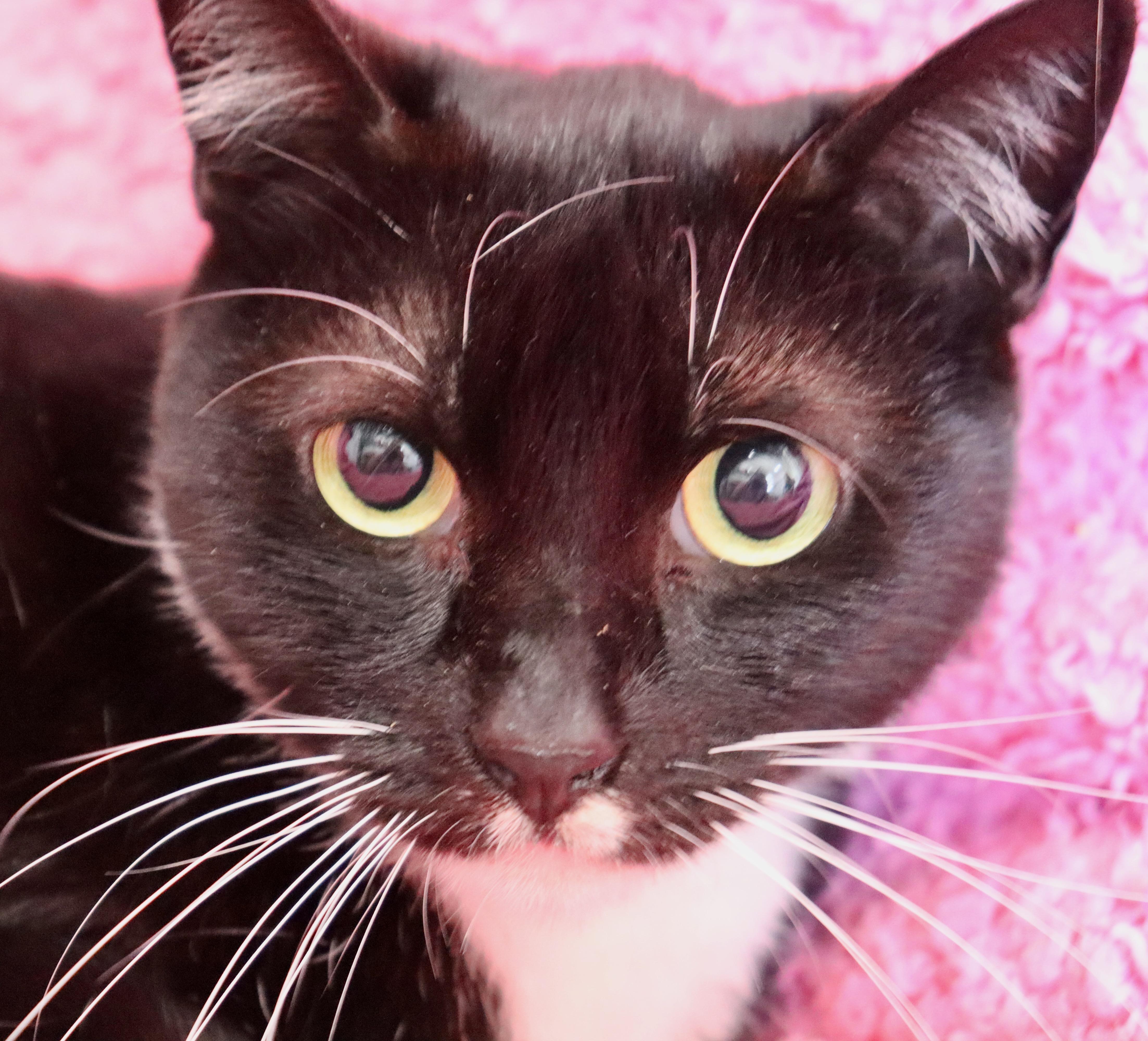 Enlarge Chickadee, a ADOPTABLE mixed breed in Saint Augustine, FL image 2/6