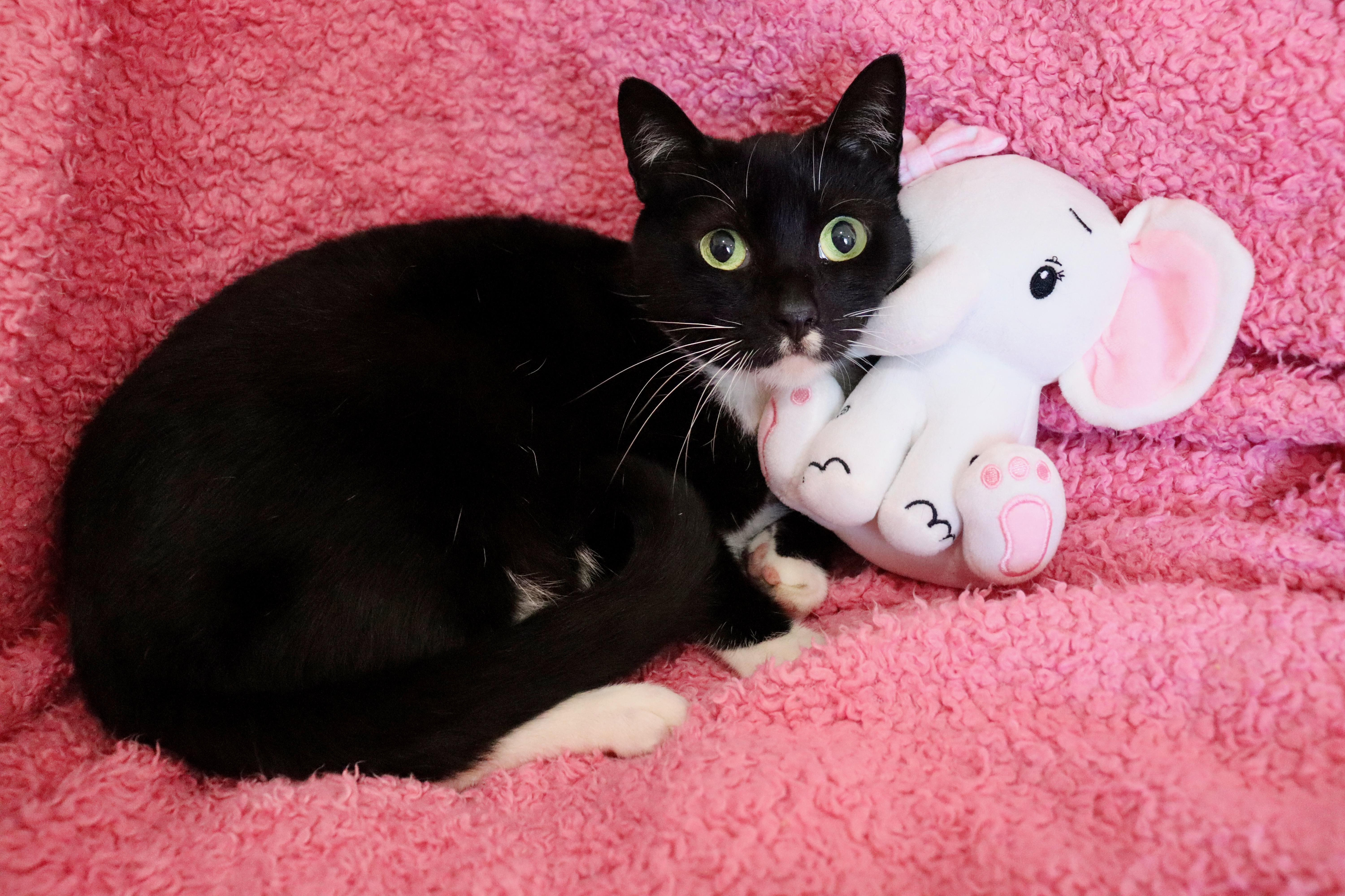 Enlarge Chickadee, a ADOPTABLE mixed breed in Saint Augustine, FL image 1/6