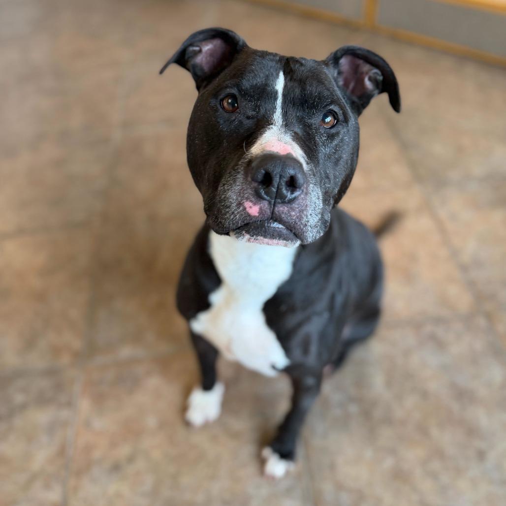 Enlarge "John", a Adoptable mixed breed in Conshohocken, PA image 1/6