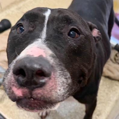 Enlarge "John", a Adoptable mixed breed in Perkiomenville, PA image 1/2