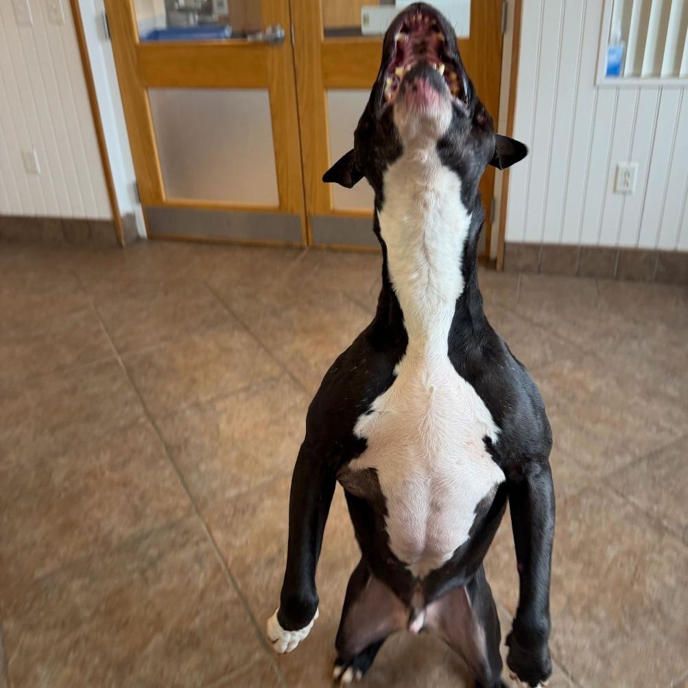 Enlarge "John", a Adoptable mixed breed in Perkiomenville, PA image 1/6