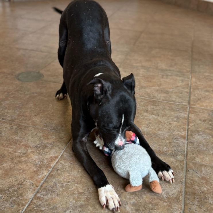 Enlarge "John", a Adoptable mixed breed in Perkiomenville, PA image 2/6