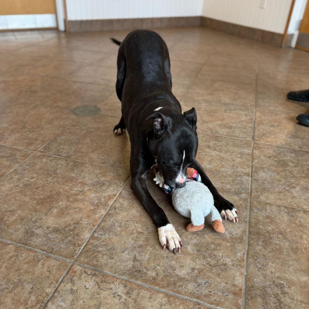 Enlarge "John", a Adoptable mixed breed in Conshohocken, PA image 3/6