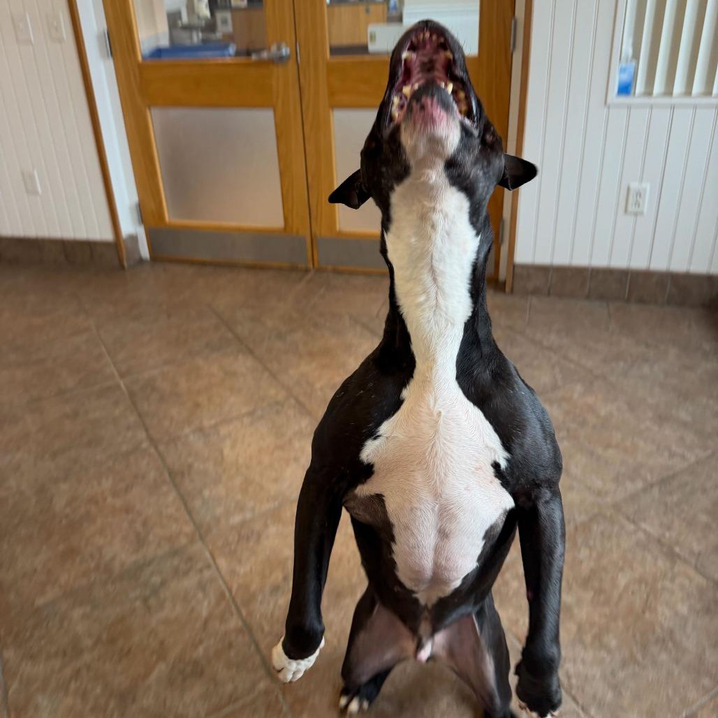 Enlarge "John", a Adoptable mixed breed in Conshohocken, PA image 4/6