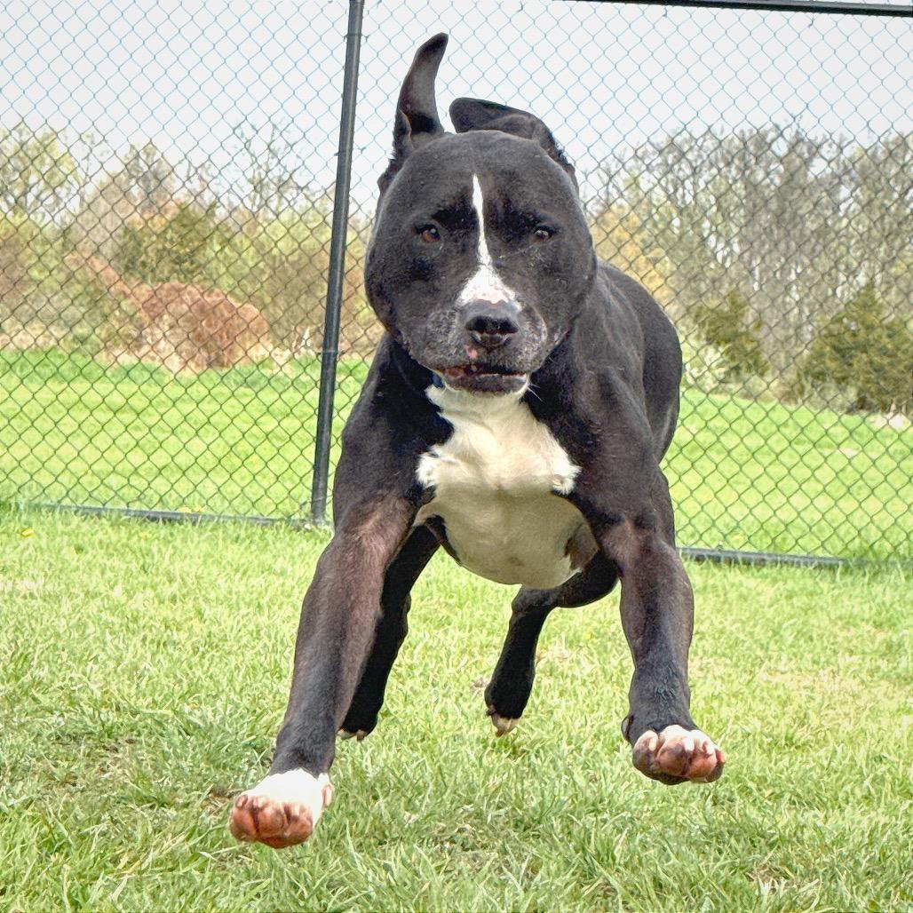 Enlarge "John", a Adoptable mixed breed in Perkiomenville, PA image 3/6