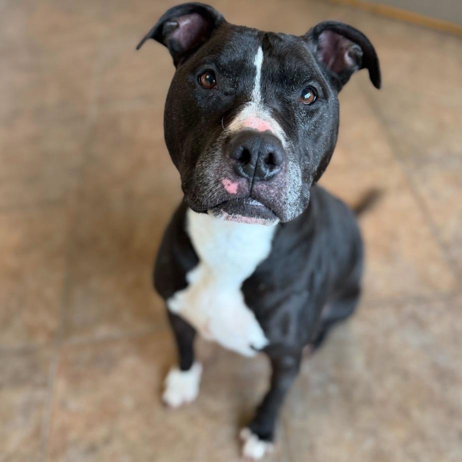 Enlarge "John", a Adoptable mixed breed in Perkiomenville, PA image 4/6