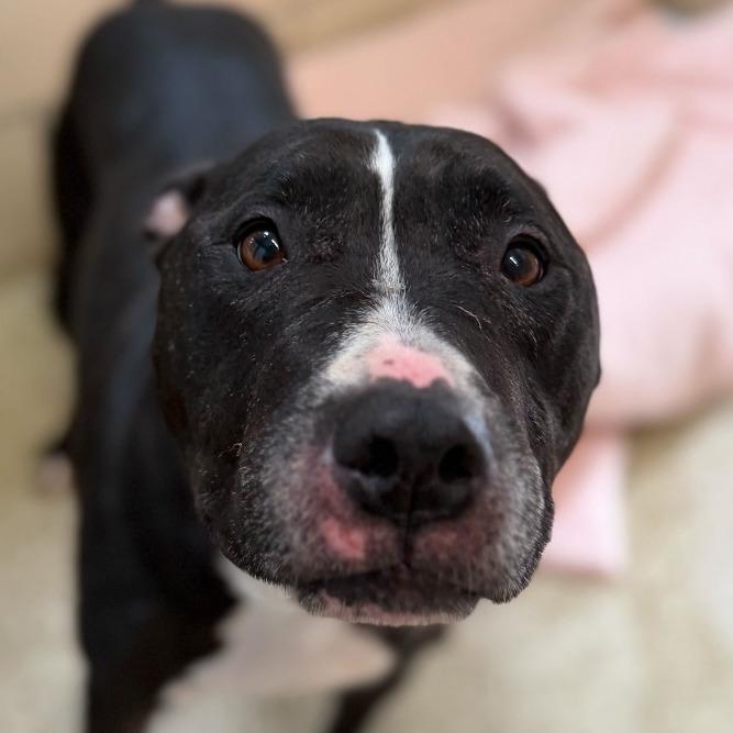 Enlarge "John", a Adoptable mixed breed in Perkiomenville, PA image 5/6