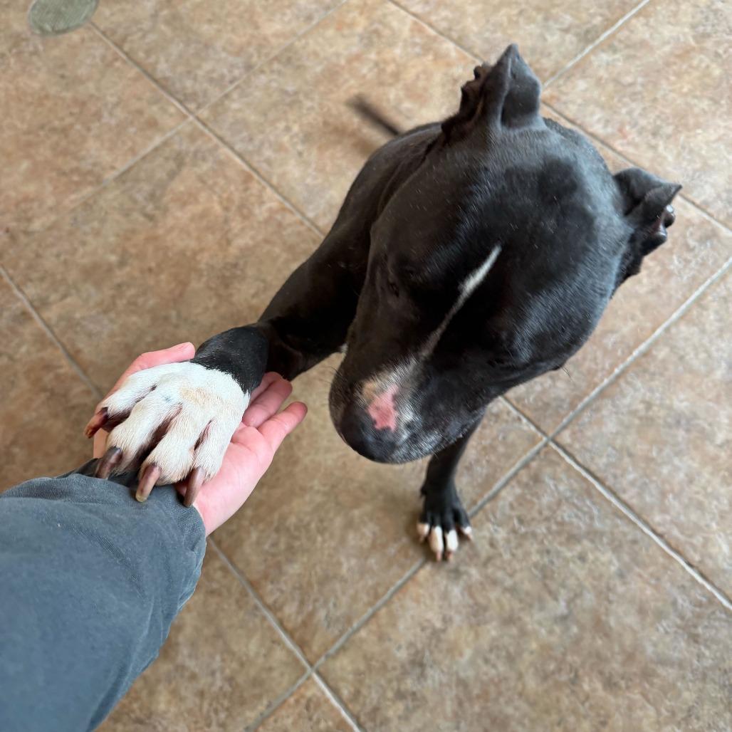 Enlarge "John", a Adoptable mixed breed in Conshohocken, PA image 5/6