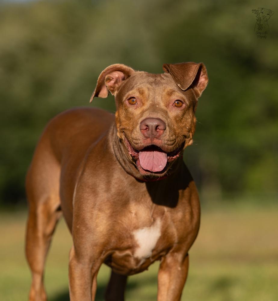 Enlarge Winnie - 23287, a Adoptable mixed breed in Armonk, NY image 1/6