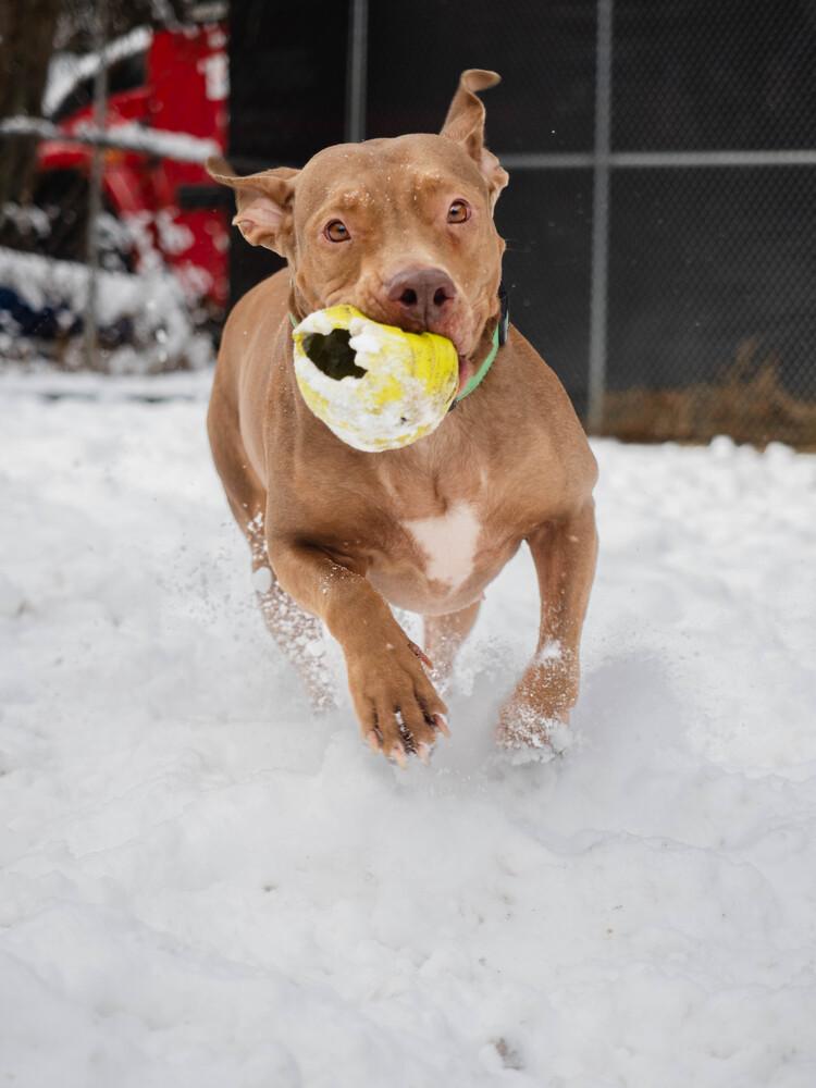 Winnie - 23287, Adoptable, Young Female Pit Bull Terrier.