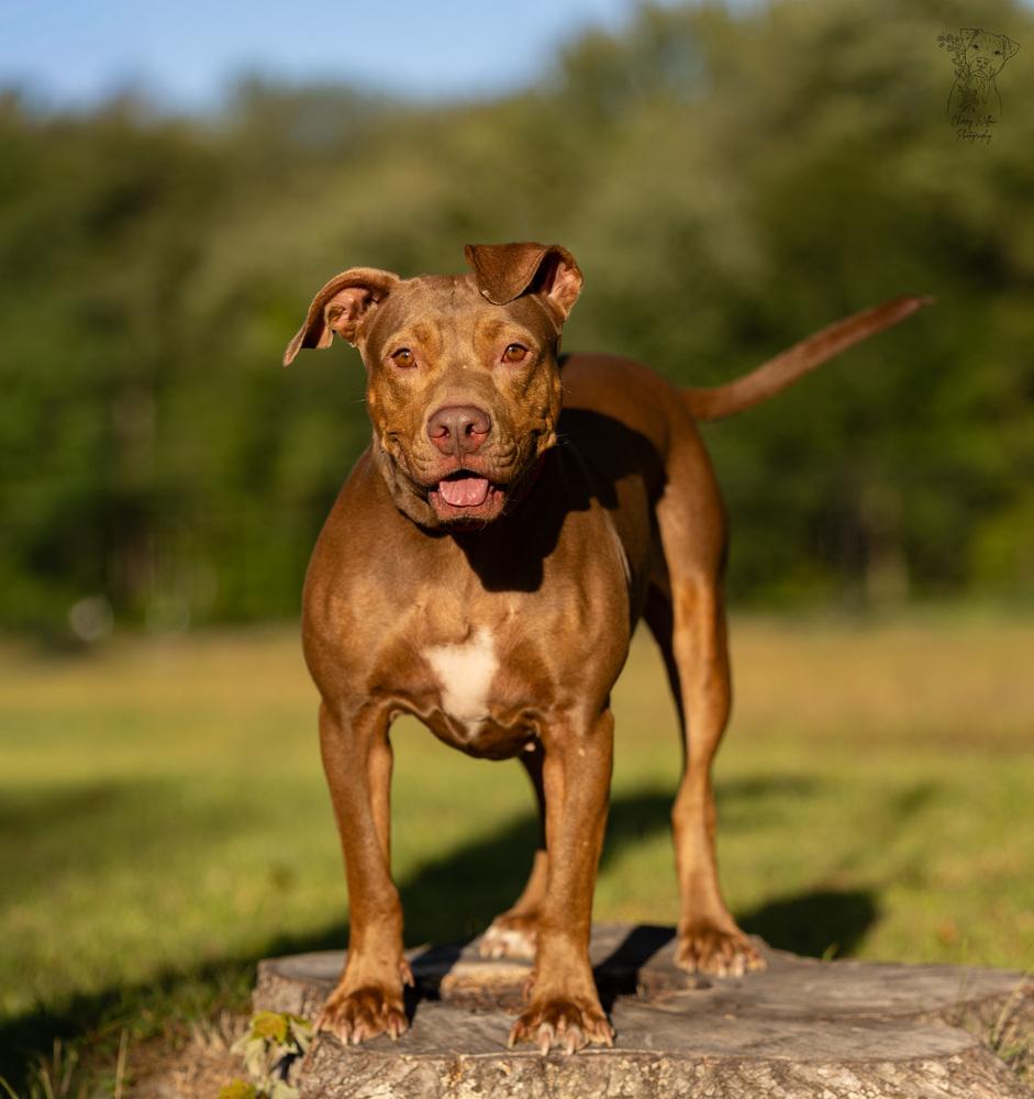 Enlarge Winnie - 23287, a Adoptable mixed breed in Armonk, NY image 2/6