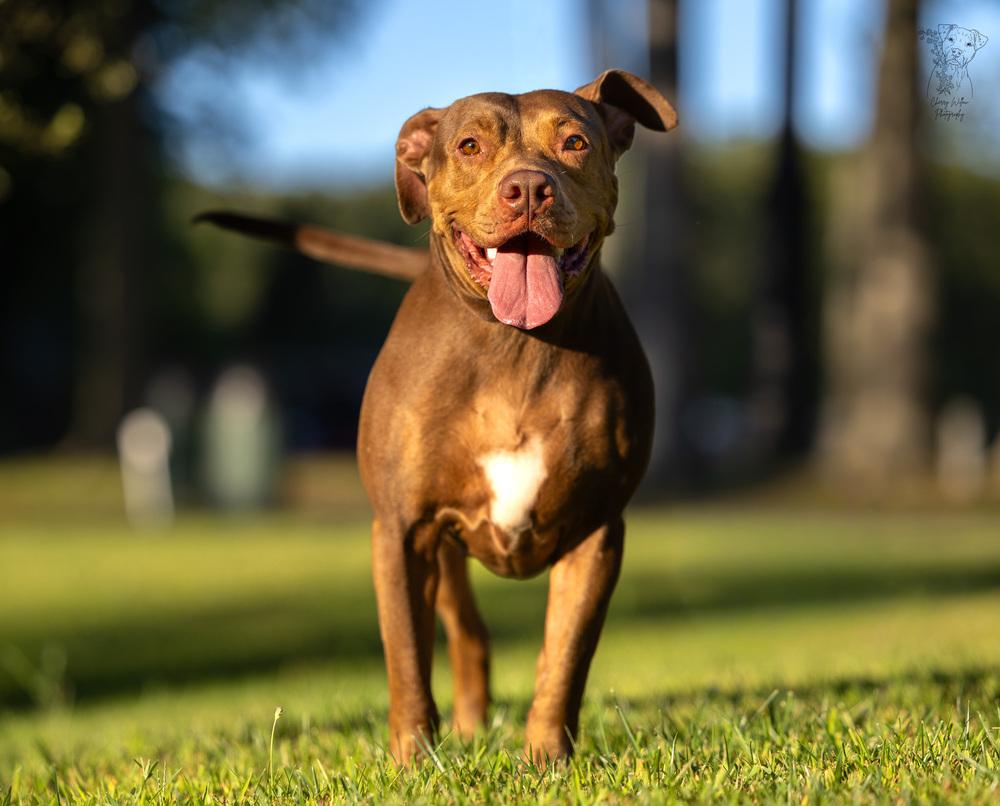 Enlarge Winnie - 23287, a Adoptable mixed breed in Armonk, NY image 3/6