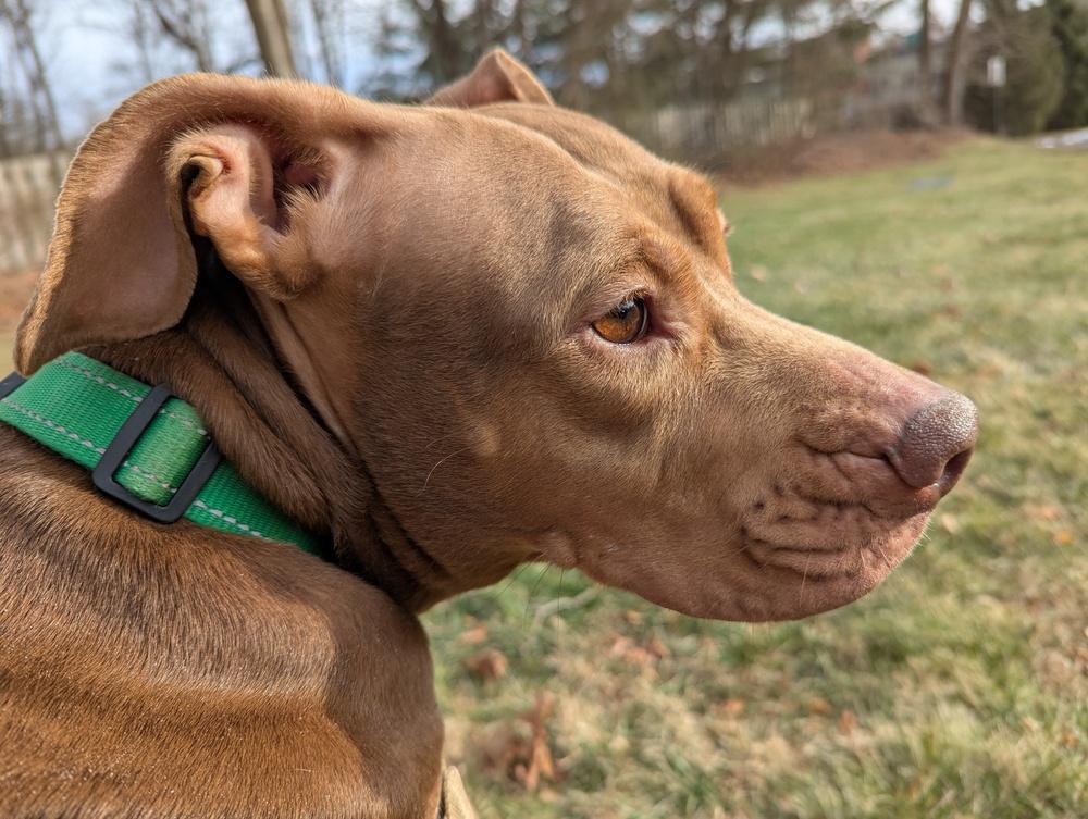 Enlarge AAD Featured Dog!  Winnie - 23287, a Adoptable mixed breed in Armonk, NY image 4/6