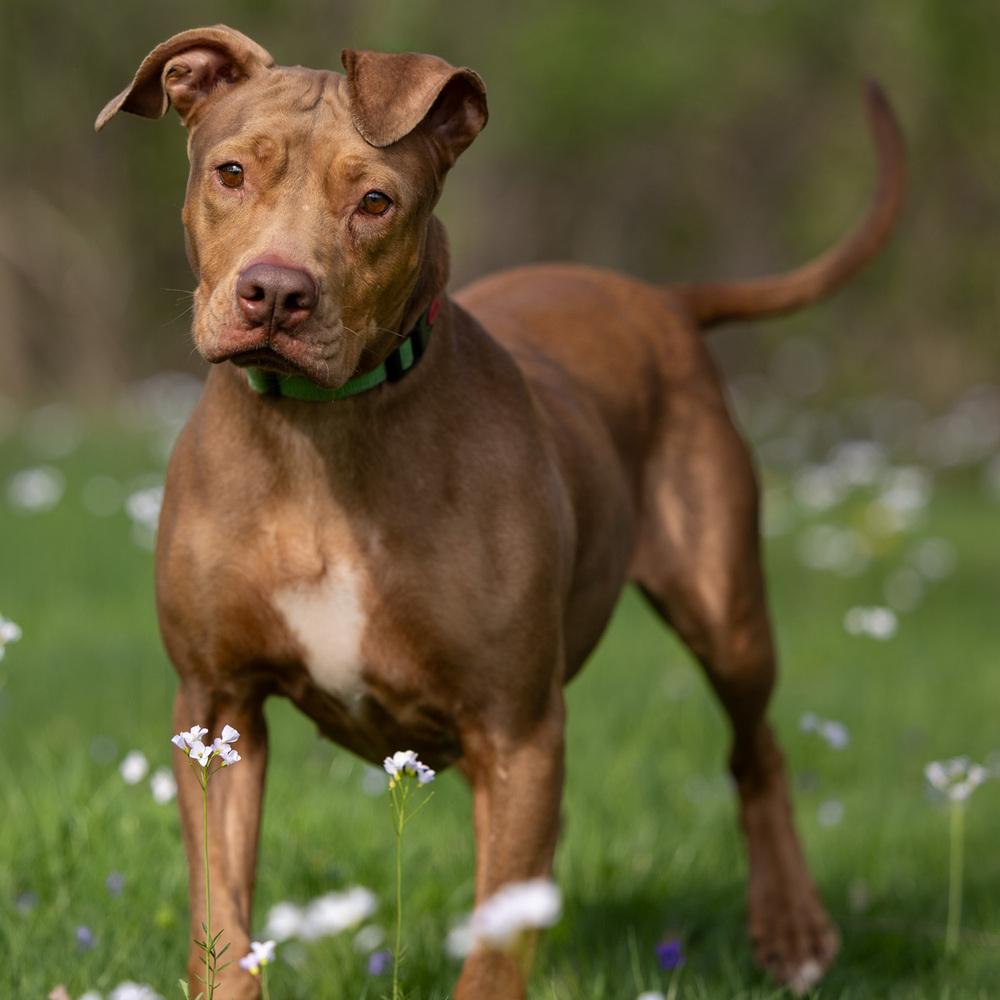 Enlarge Winnie - 23287, a Adoptable mixed breed in Armonk, NY image 2/6