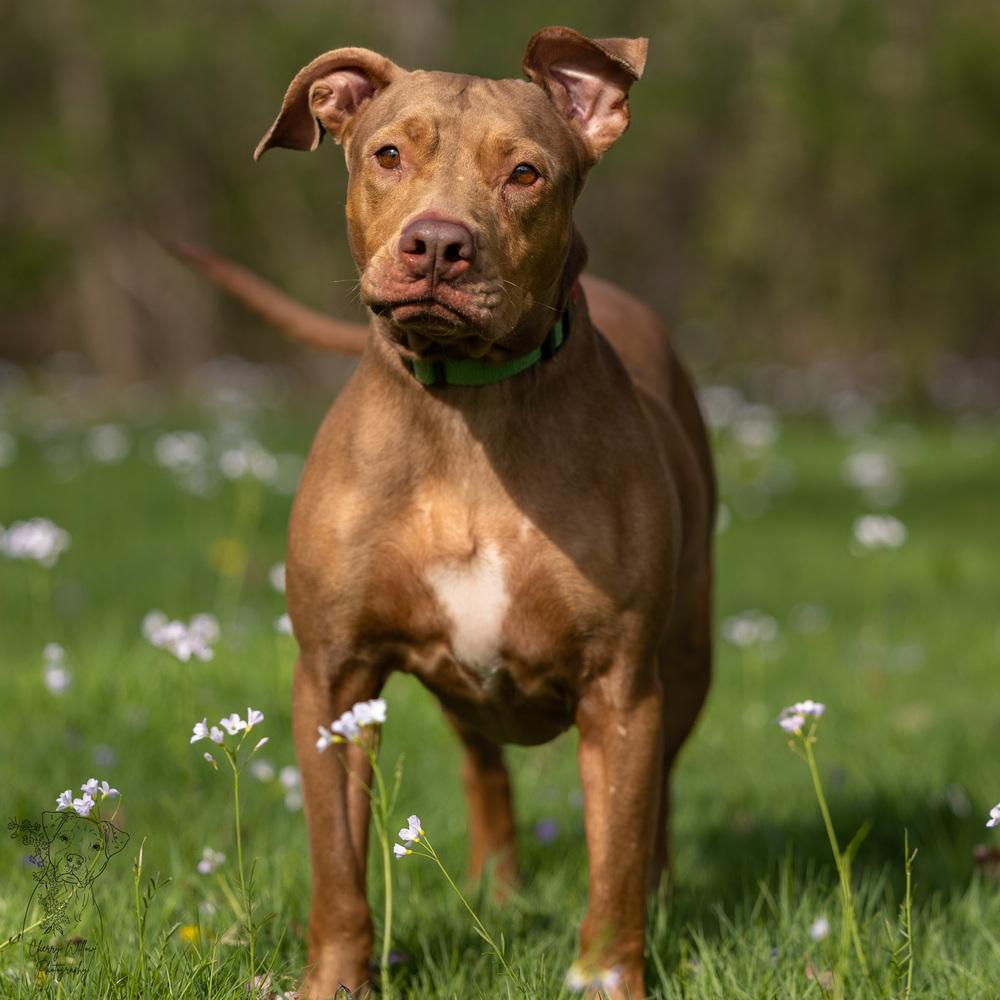 Enlarge Winnie - 23287, a Adoptable mixed breed in Armonk, NY image 3/6