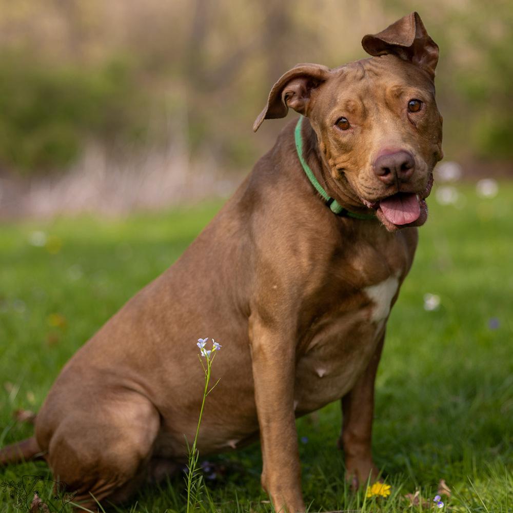 Enlarge Winnie - 23287, a Adoptable mixed breed in Armonk, NY image 4/6