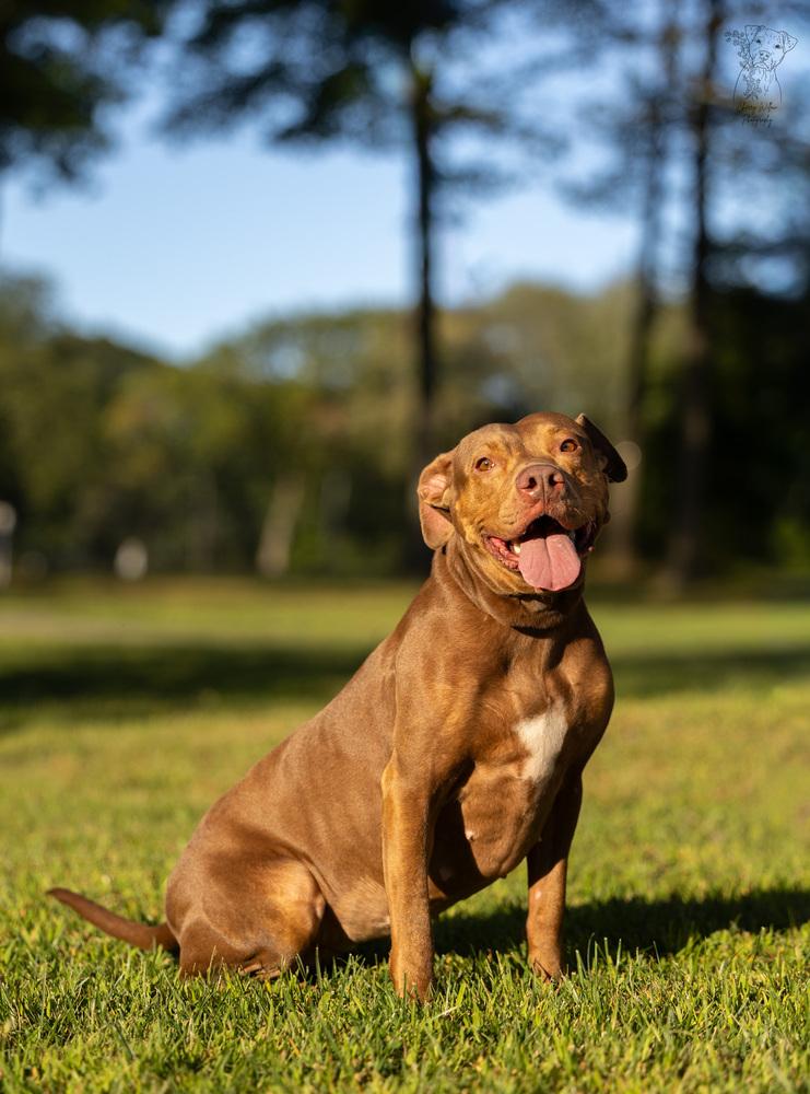 Enlarge Winnie - 23287, a Adoptable mixed breed in Armonk, NY image 4/6