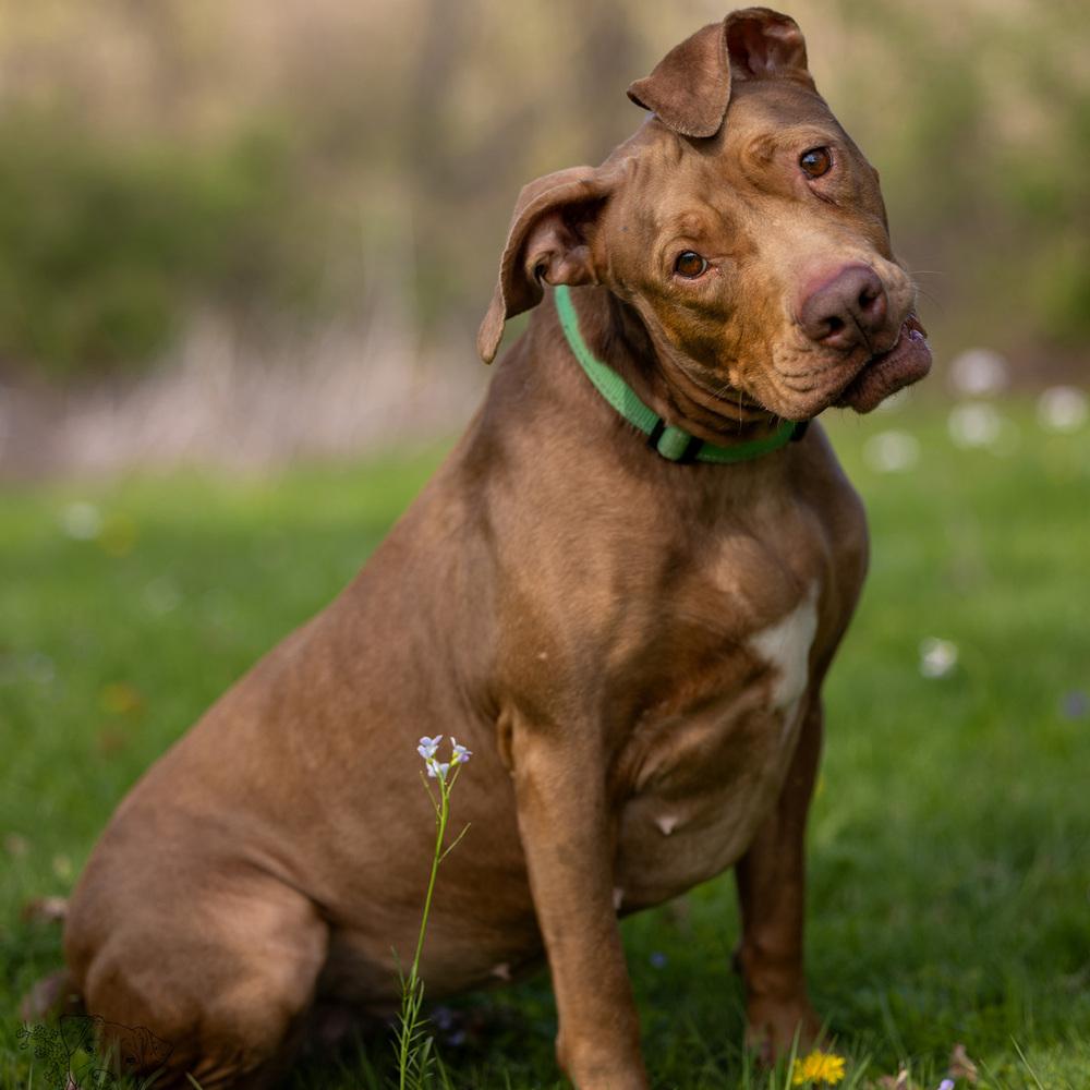 Enlarge Winnie - 23287, a Adoptable mixed breed in Armonk, NY image 5/6