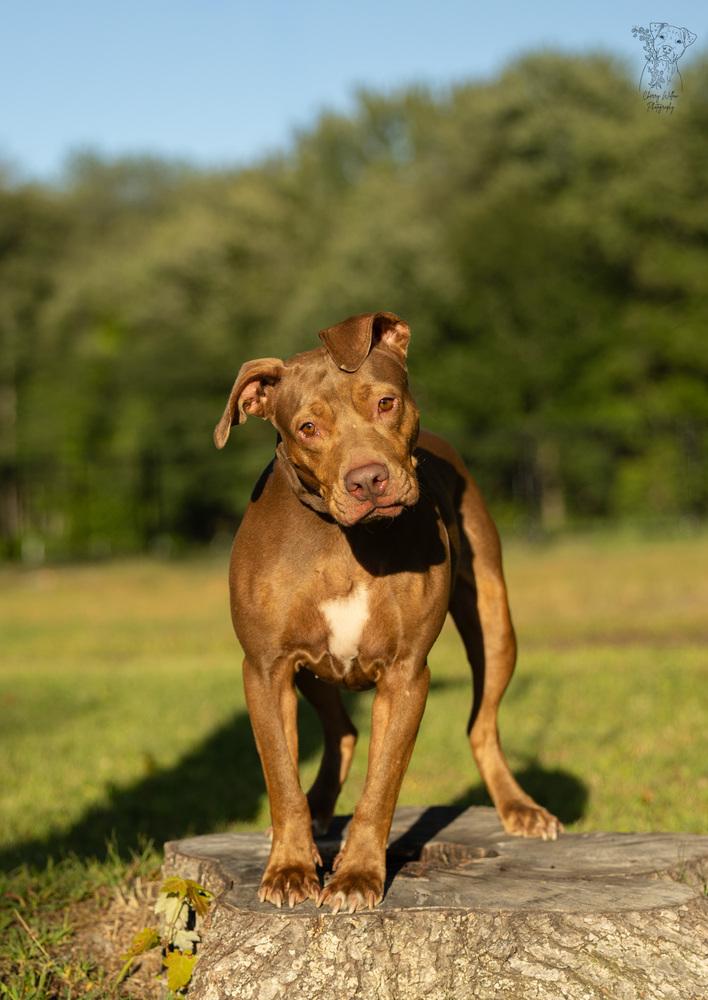 Enlarge Winnie - 23287, a Adoptable mixed breed in Armonk, NY image 6/6