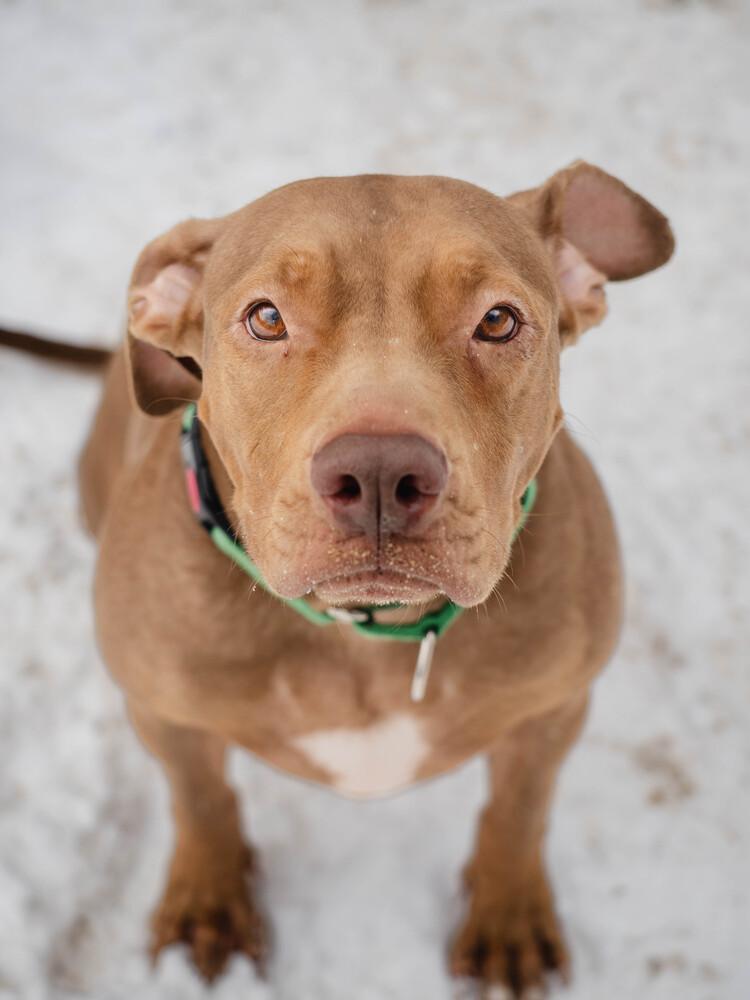 Enlarge Winnie - 23287, a Adoptable mixed breed in Armonk, NY image 6/6