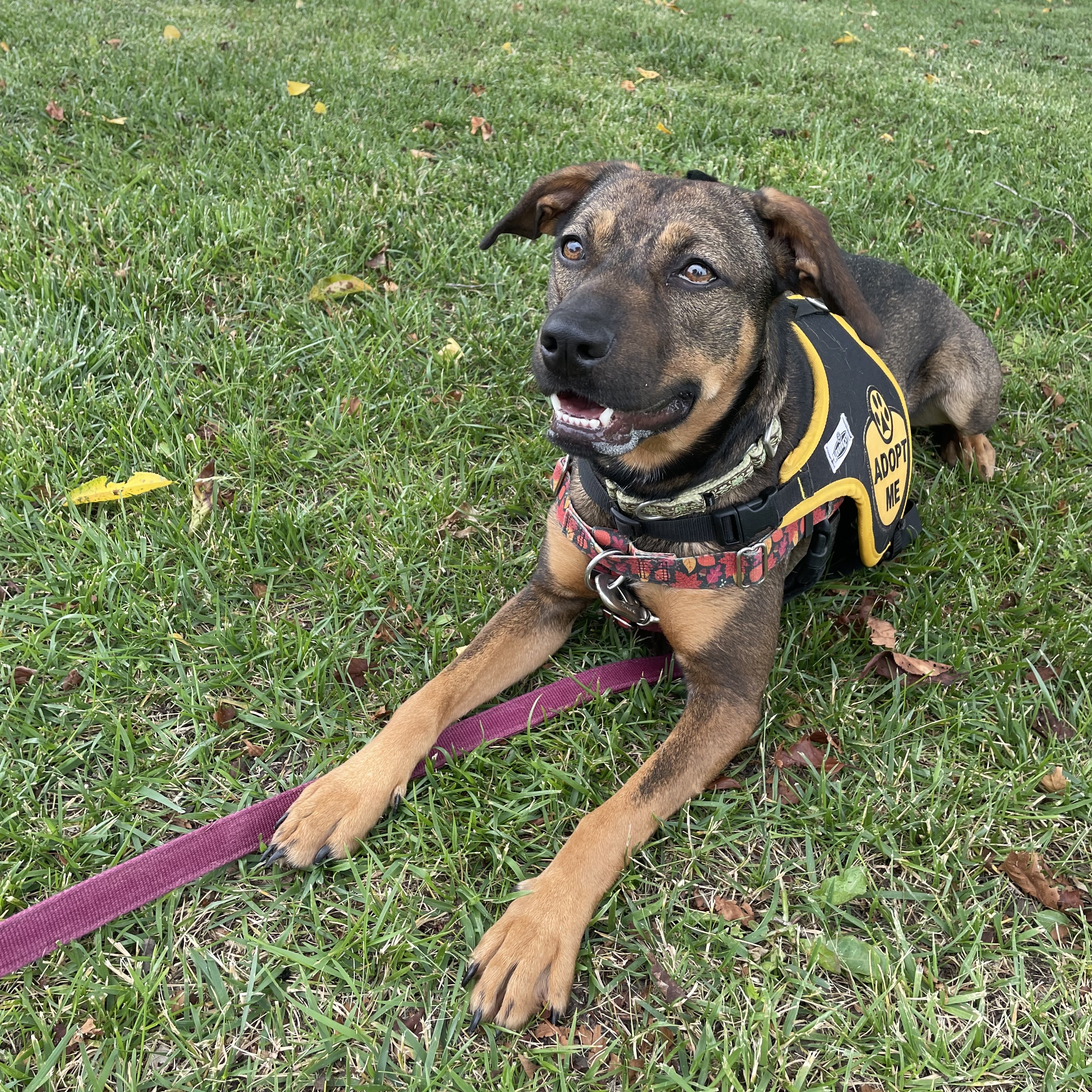 Enlarge Jane, a Adopted mixed breed in Knoxville, TN image 2/5