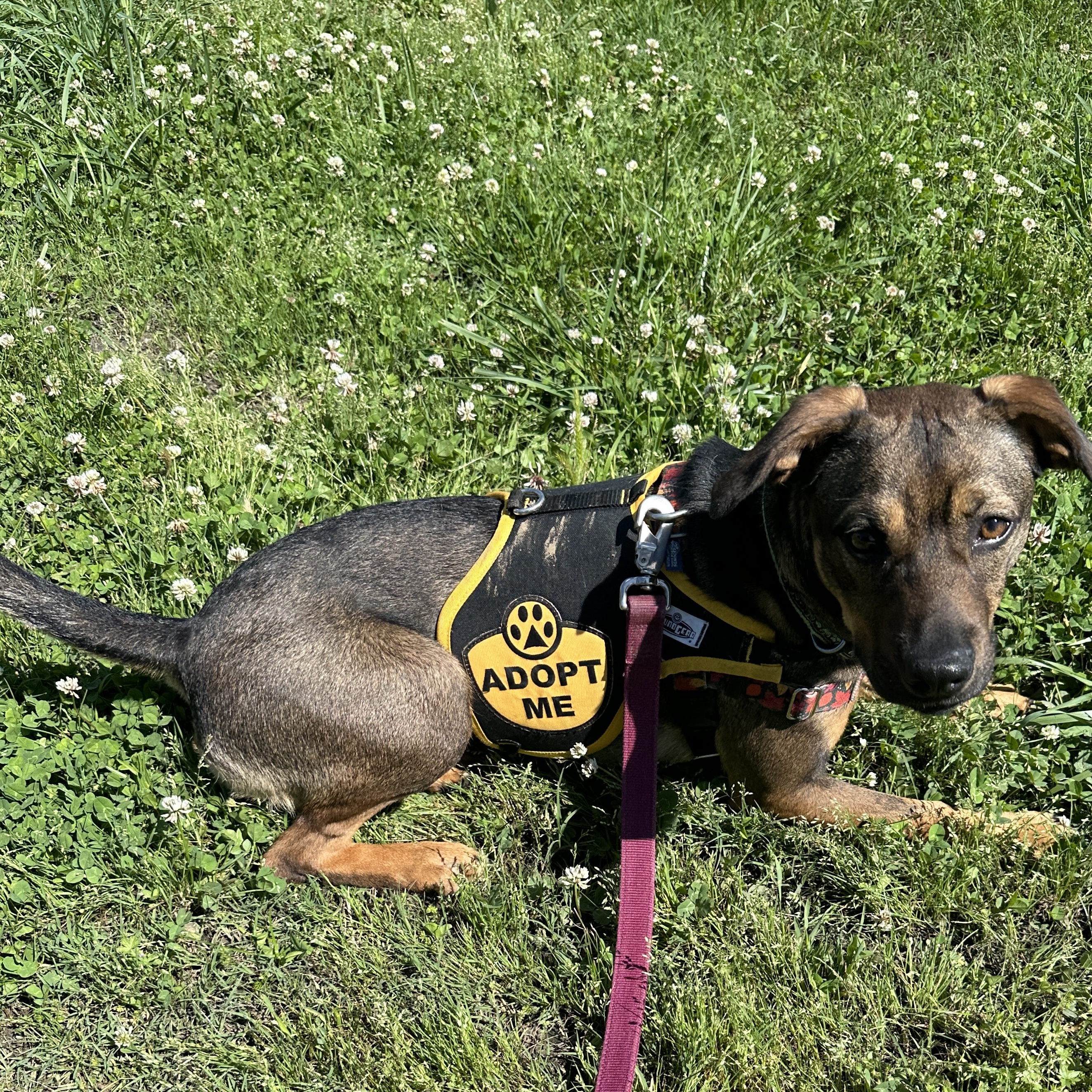 Enlarge Jane, a Adopted mixed breed in Knoxville, TN image 4/5