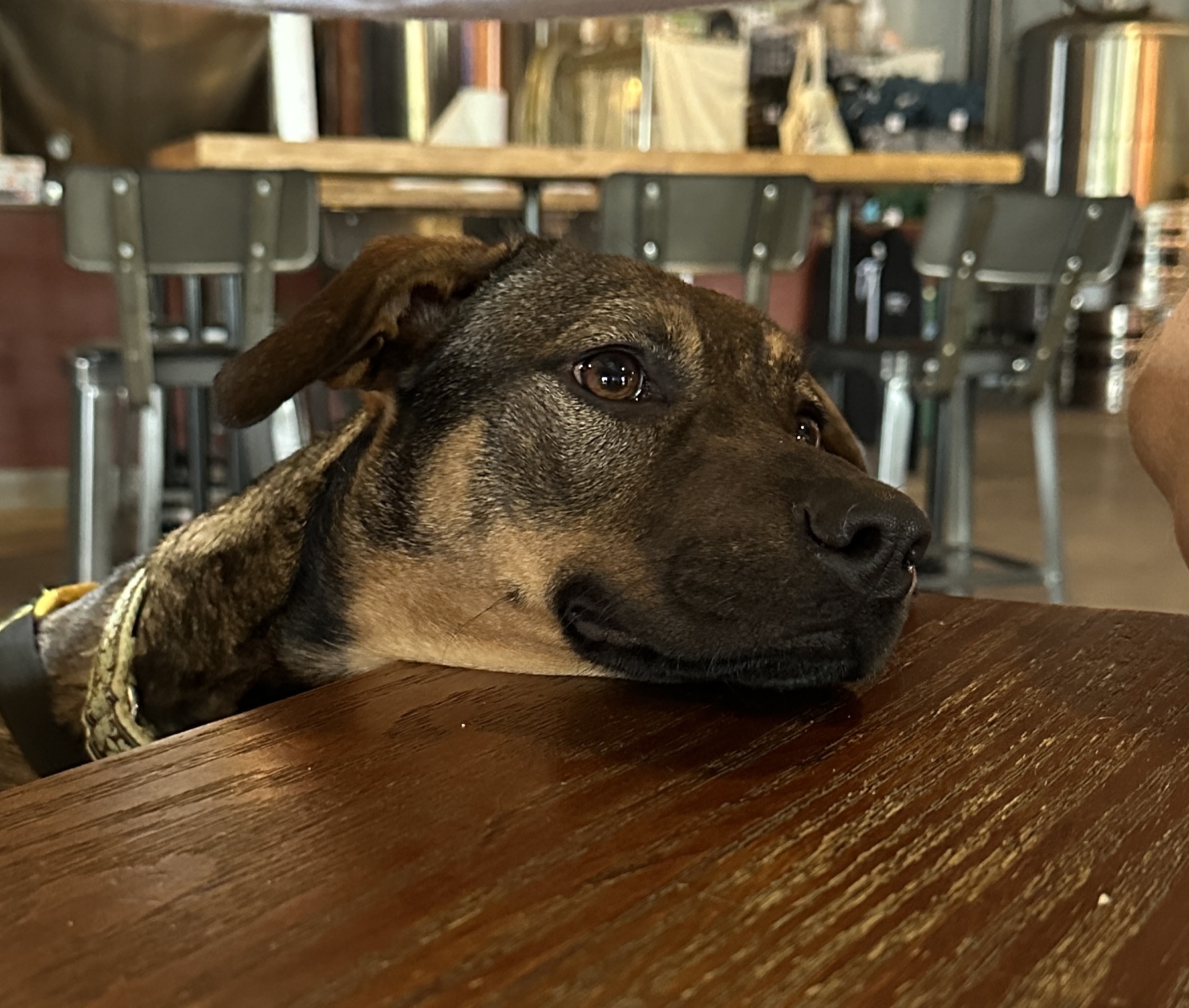 Enlarge Jane, a Adopted mixed breed in Knoxville, TN image 3/5