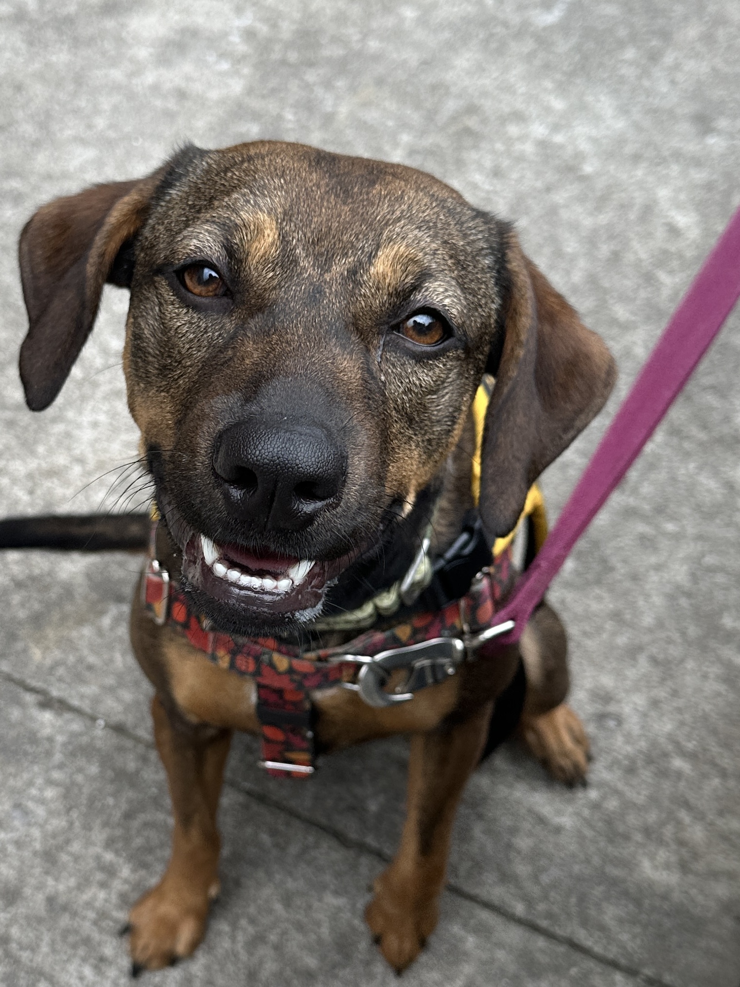 Enlarge Jane, a Adopted mixed breed in Knoxville, TN image 5/5