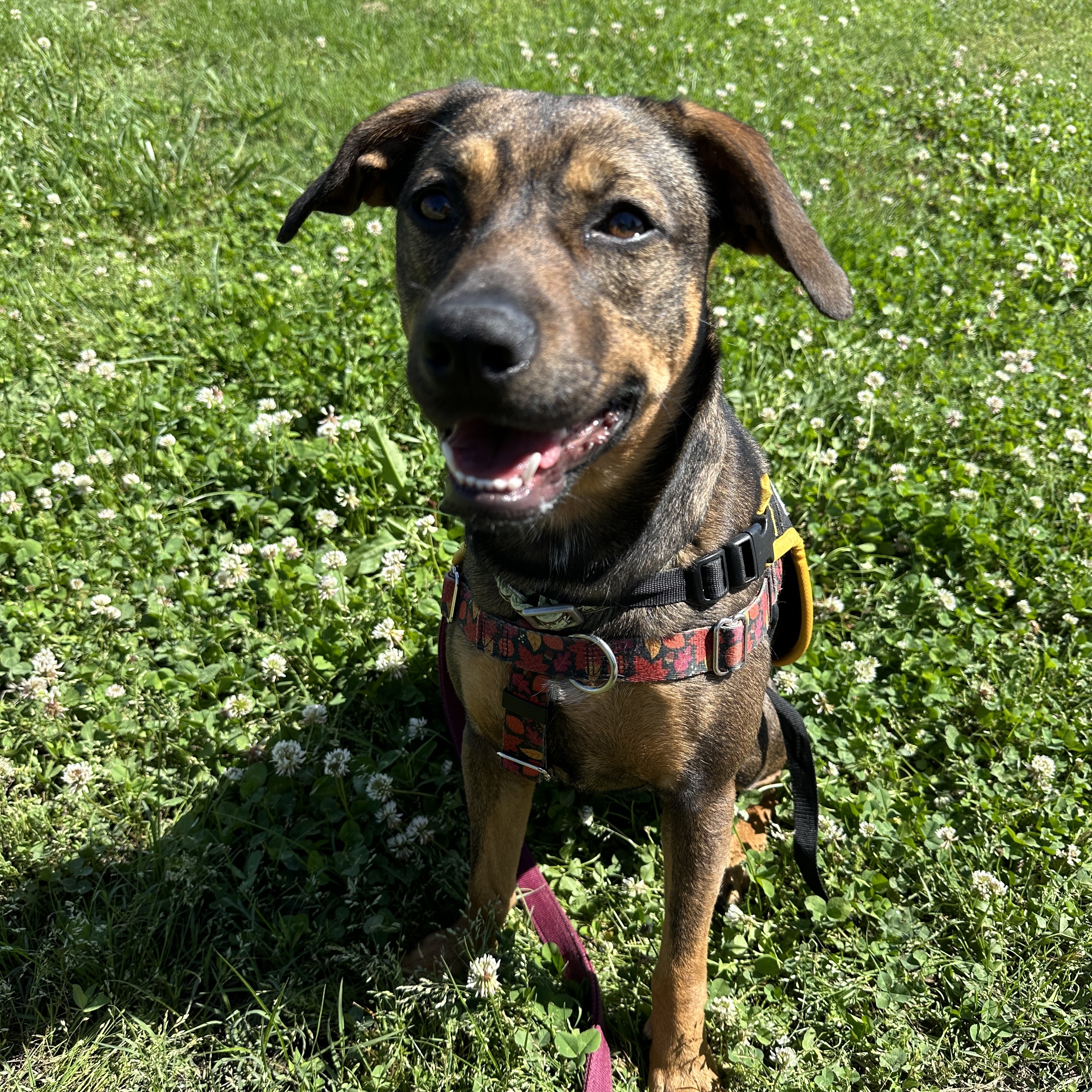 Enlarge Jane, a Adopted mixed breed in Knoxville, TN image 1/5