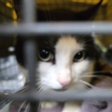 Enlarge Peter, a Adoptable Domestic Short Hair in Bristol, IN image 1/4