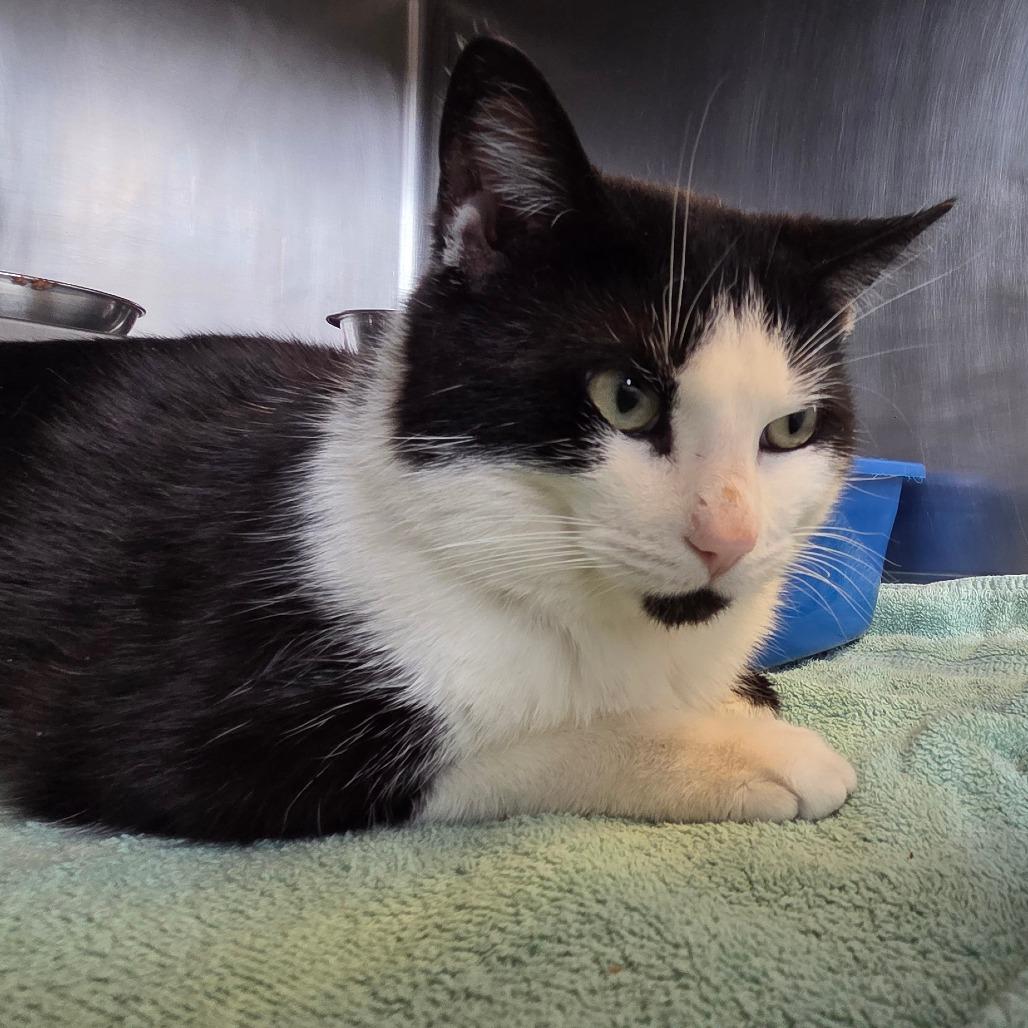 Enlarge Peter, a Adoptable Domestic Short Hair in Bristol, IN image 2/4