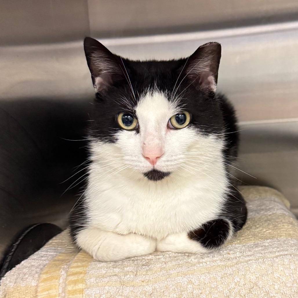 Enlarge Peter, a Adoptable Domestic Short Hair in Bristol, IN image 3/4