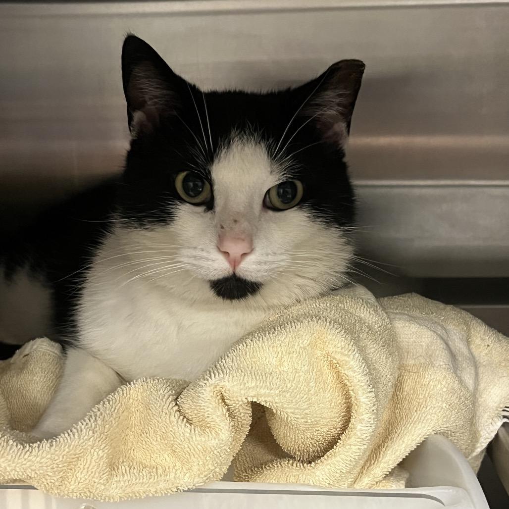 Enlarge Peter, a Adoptable Domestic Short Hair in Bristol, IN image 4/4