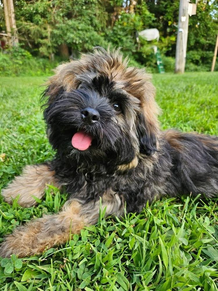 Enlarge Huckleberry, a Adoptable mixed breed in Grove City, OH image 1/3