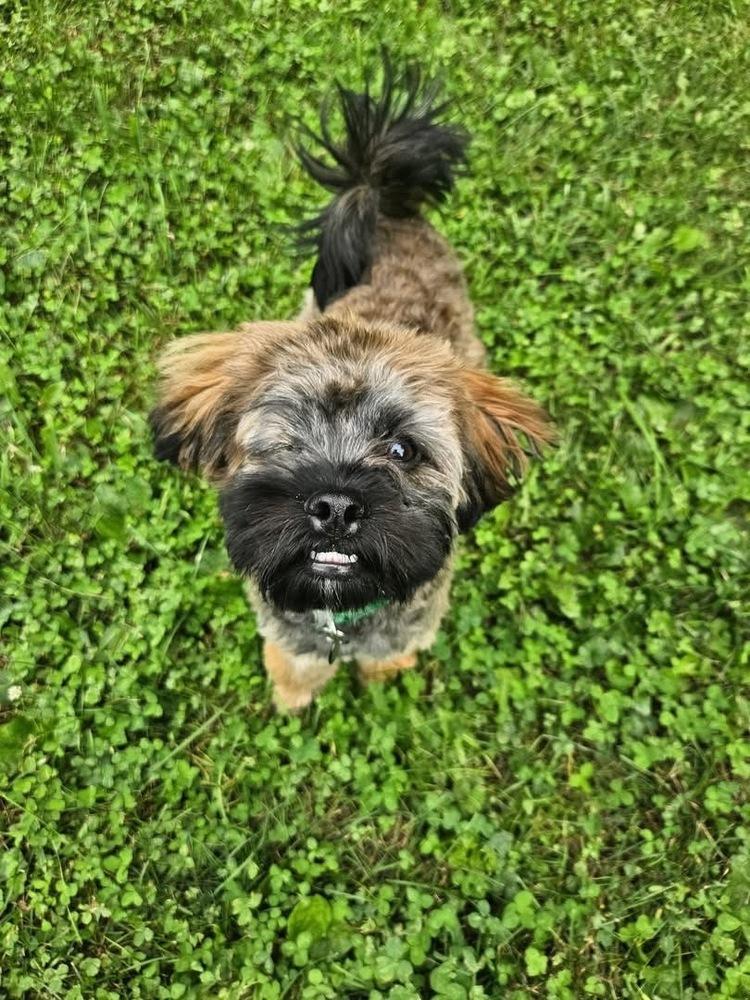Enlarge Huckleberry, a Adoptable mixed breed in Grove City, OH image 2/3