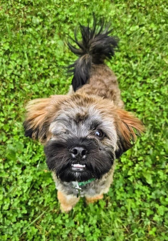 Enlarge Huckleberry, a Adoptable mixed breed in Grove City, OH image 3/3