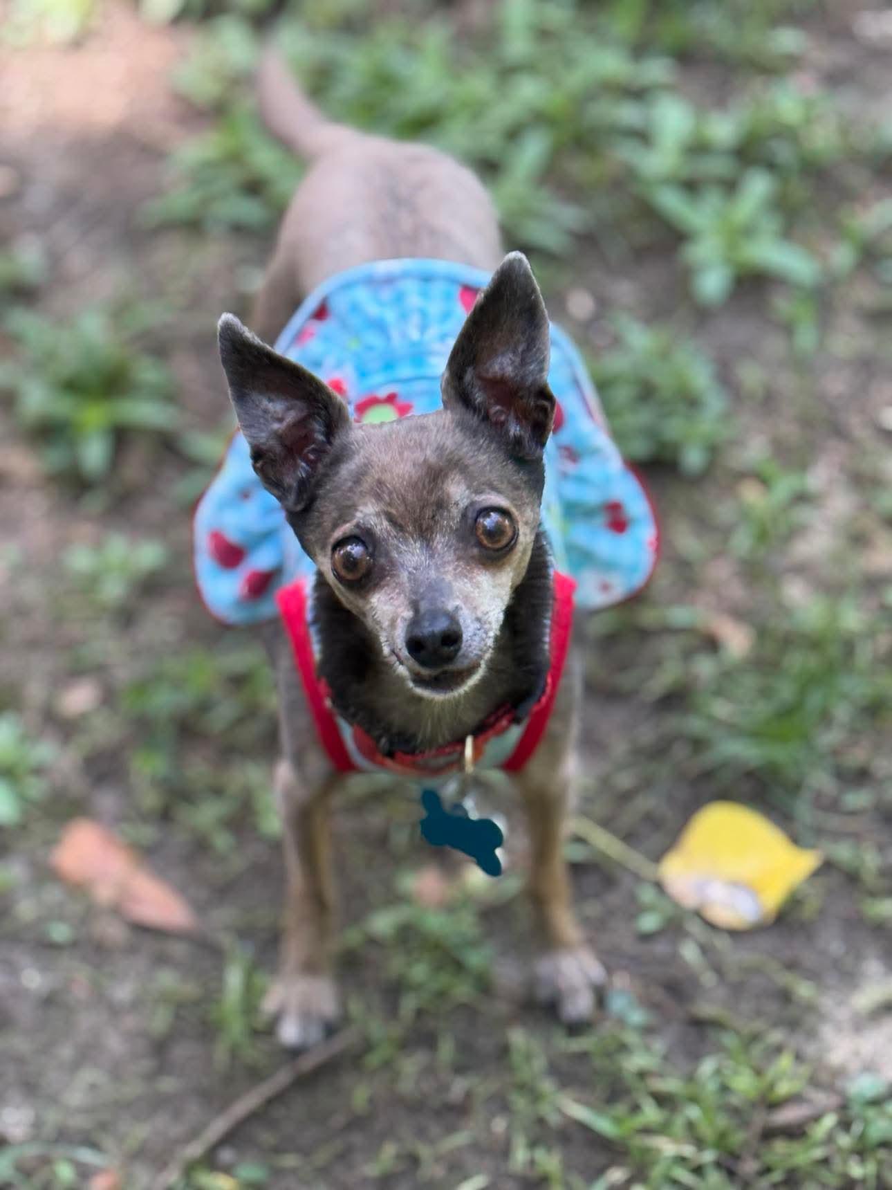 Enlarge Selena, a Adopted Chihuahua in Gulfport, MS image 1/3