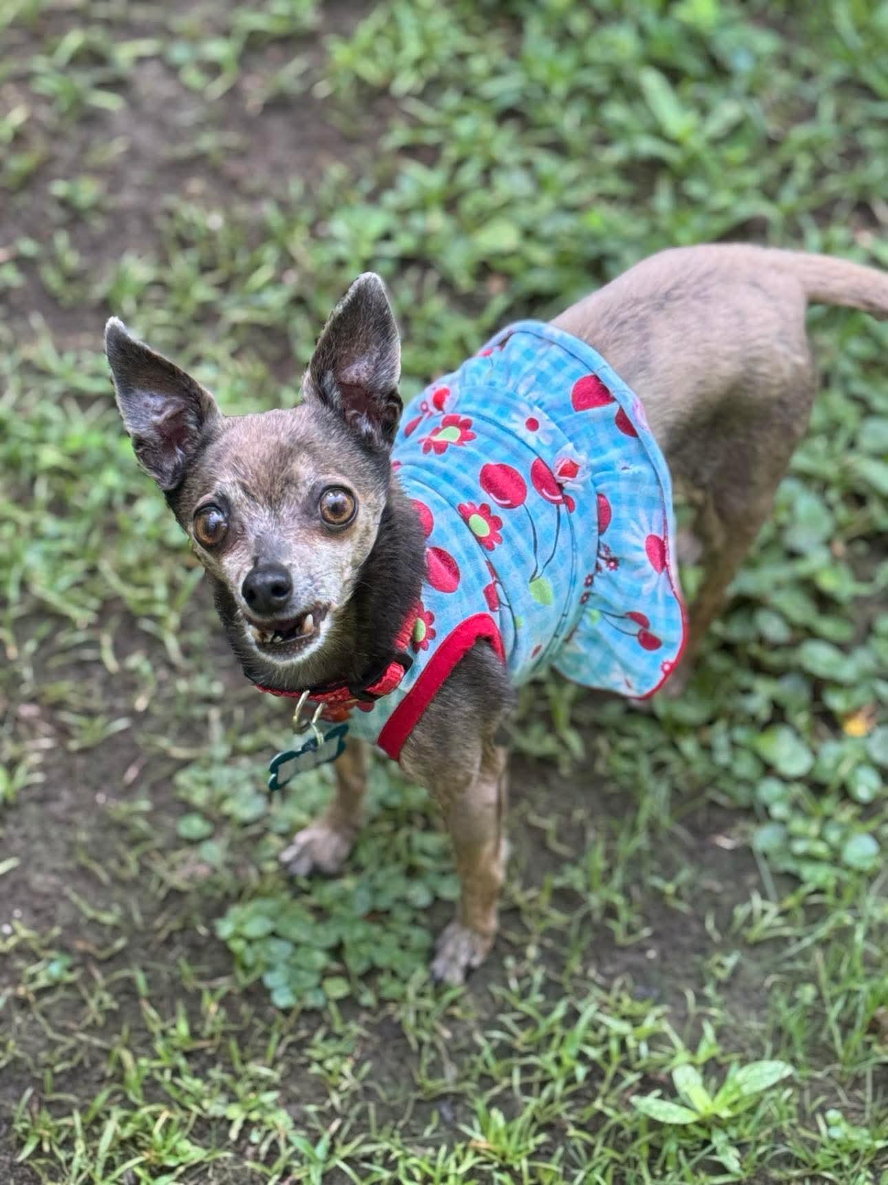 Enlarge Selena, a Adopted Chihuahua in Gulfport, MS image 2/3