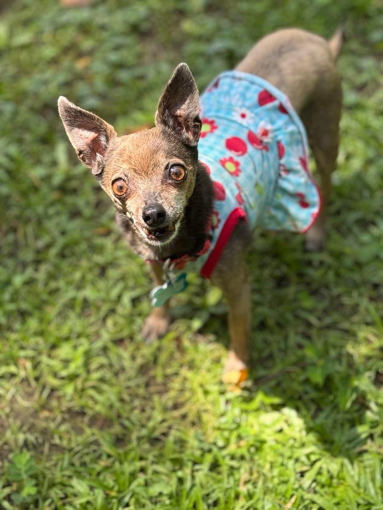 Enlarge Selena, a Adopted Chihuahua in Gulfport, MS image 3/3