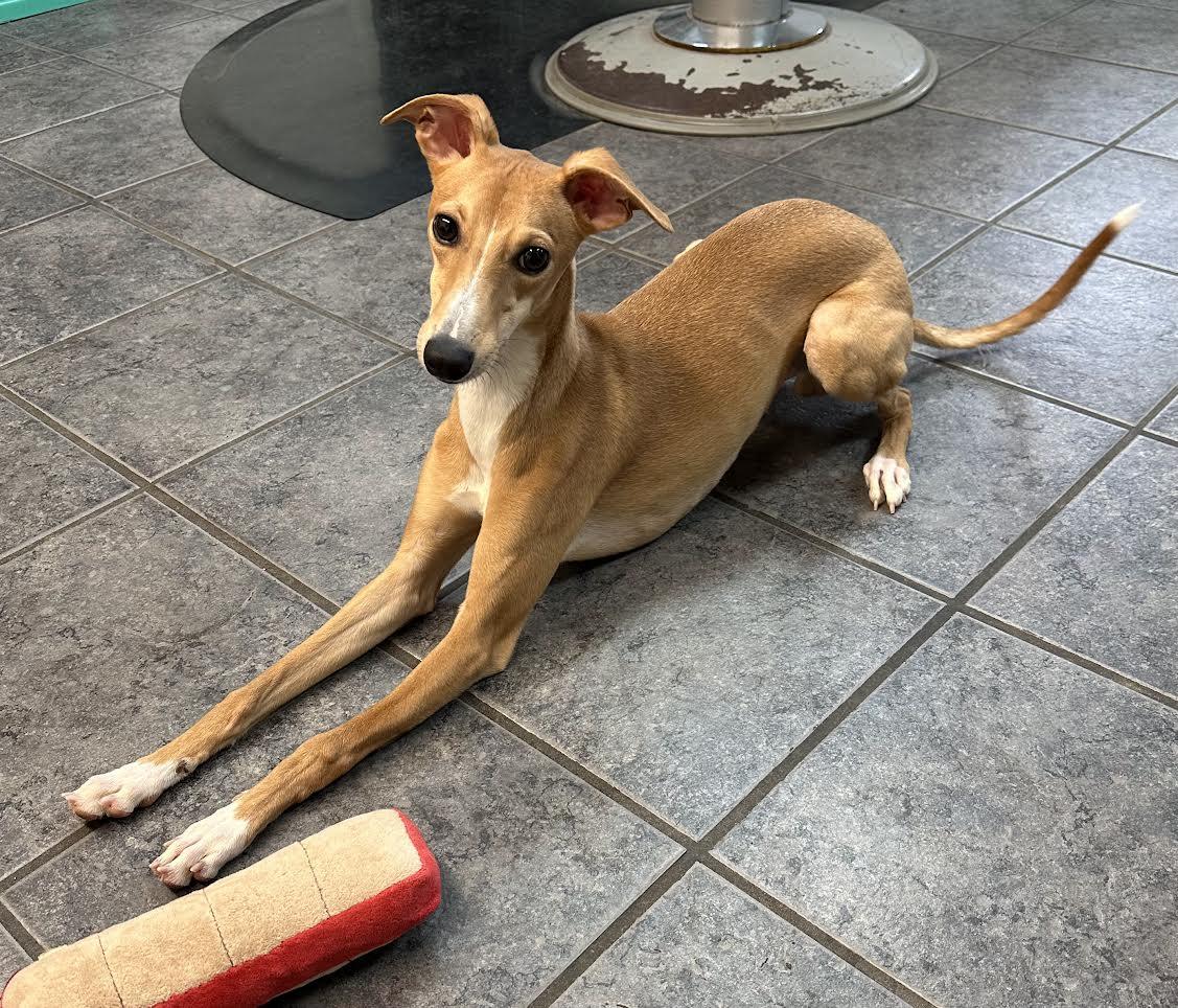 Enlarge Reggie, a ADOPTABLE mixed breed in Barrington, IL image 2/3