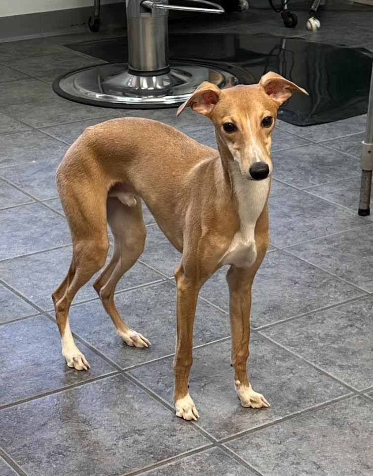 Reggie, ADOPTABLE, Puppy Male Whippet & Italian Greyhound.
