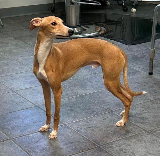 Enlarge Reggie, a ADOPTABLE mixed breed in Barrington, IL image 3/3