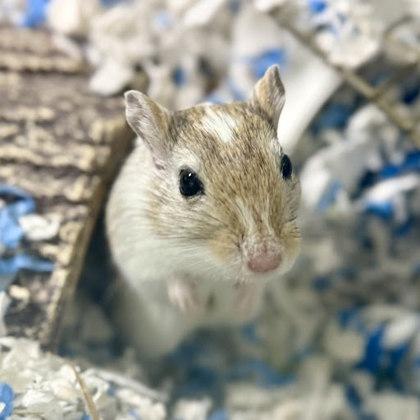 Chip, Adoptable, Adult Female Gerbil.
